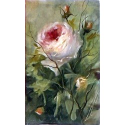 Różyczka 15x25
